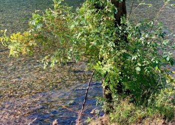 Native Fish Society September Meeting Reminder