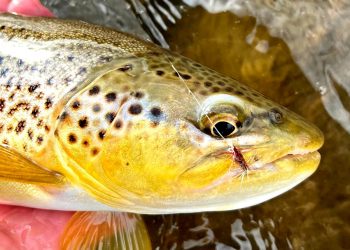 Pro Tips: Be Attentive and Adaptable