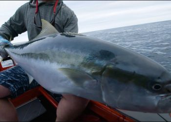 Pure Fly NZ Series 3 – Three Kings Kingfish