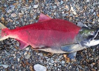 The Freshwater Stream podcast: Wild salmon, watersheds & climate change