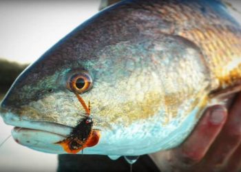 Video Pro Tips: Fly-Fishing for Redfish 101