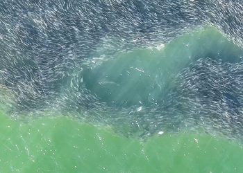 Bait Ball Madness – Moldy Chum