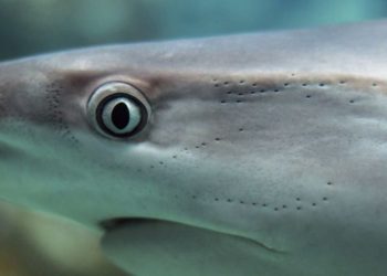 Catch-and-Release Impacts Shark Body Temperature