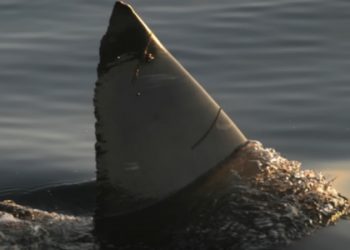 Fourteen-foot great white stuck in a pond.