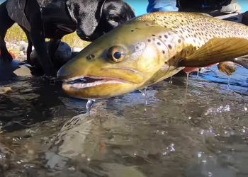 Fly Fishing for Big Trout