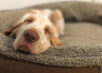 Meet the Winners of Our 2022 “I Love My Dog Bed” Photo Contest