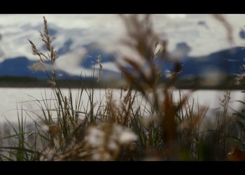 Royal Wolf Lodge + Color