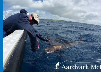 How To Catch Sailfish in the Seychelles