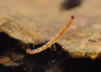 Video: How to Tie a Corded Midge Larva