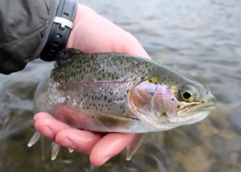 Video: Winter Trout, Iowa-Style – Orvis News