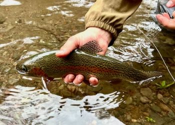 Winter Trout Guide Special on Now: January 2023