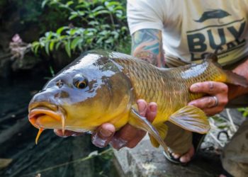 Carp Fishing on the Rise in Texas
