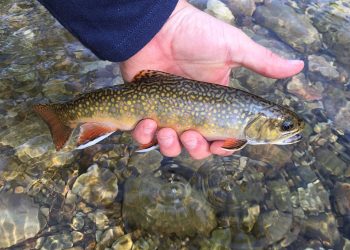 Story and Photos: You Never Forget Your First Love