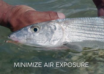 Video: How to Properly Catch and Release a Bonefish