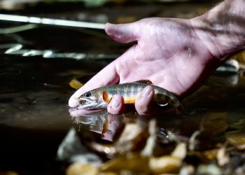 5 Tips to Prepare for Spring Fishing