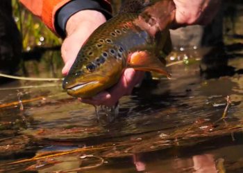 brown trout