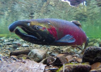 NFS and partners secure new protections for Oregon Coast coho salmon