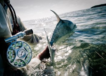 The Mental Game of Permit and Steelhead