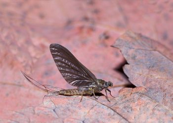 Guys and Dolls: How to Match the Hendrickson Hatch(es)