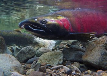 Hatchery Salmon Potentially Harming Wild Fish