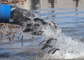 Is Fish Stocking or Habitat More Important?