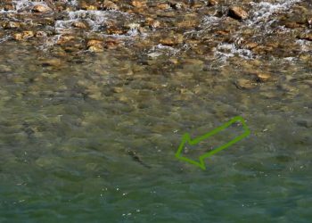 Master Class Monday: How to Catch Trout from Shelving Riffles