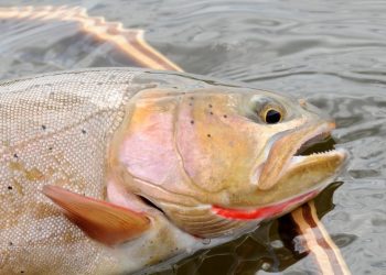 Story: The Greenhorn | MidCurrent