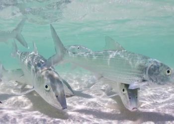 TBV: Getting the Shot: Bone & Permit