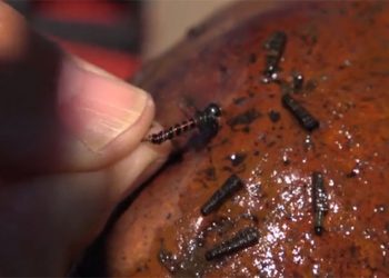 Video Pro Tips: How to Choose the Right Nymph