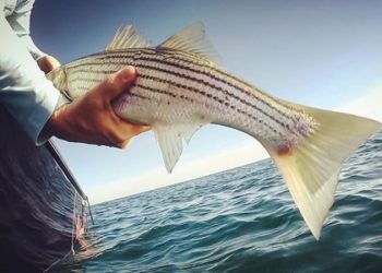 A BIG WIN for Striped Bass!