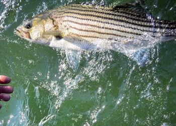 Calling All Striped Bass Anglers
