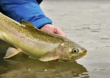 Connecticut Tailwater Trout | MidCurrent