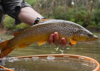 Dead Drifts And Euro-Nymphing | MidCurrent