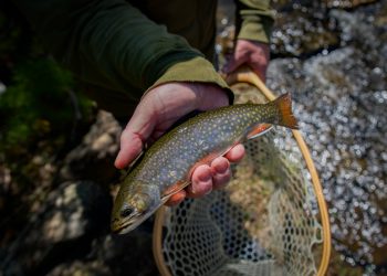 Libby Camps, Day Two: The Dream Stream