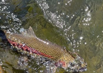 McKenzie River Report late May 2023