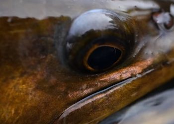 Northwest Youth Conservation & Fly Fishing Academy Promo