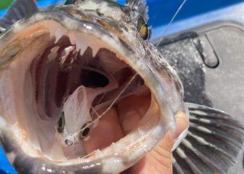Pacific City Saltwater Fly Fishing Report May 2023