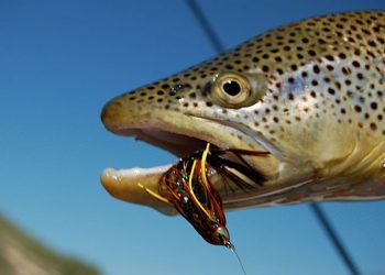 Pro Tips: How to Fish During Runoff in the Rockies