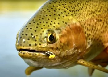 5 Fly Fishing Lessons Learned the Hard Way