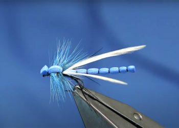 Catch Giant Trout During Damselfly Hatch