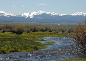 Montana Governor Responds to Trout Decline