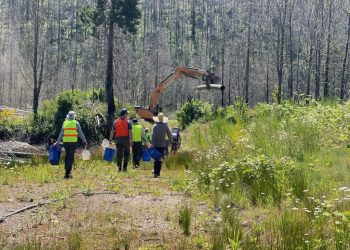 Phase 2 of Finn Rock Reach Restoration Underway