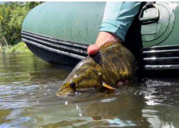 Pro Tips: Low-Water Tactics for Smallmouth Bass