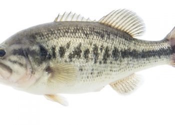 Essential Tips for Catching Largemouth on the Fly