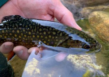10 Tips for Fishing Small, Cool-Water Streams in Late Summer