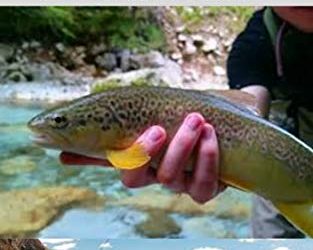 FLY FISHING FOR BEGINNERS : Fly Fishing Tips and Tricks for Beginners and Everything You Need To Know To Become An Expert Fly Fisher