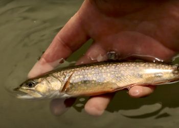 Study Shows Impacts of Fishing in Warm Water