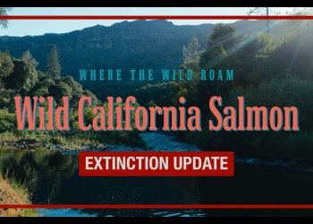 Urgent Extinction Update: Butte Creek Salmon