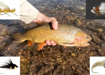 Video: 10+ Proven Hopper-Dropper Rigs