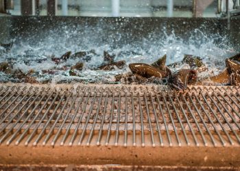 Hatchery vs. Wild Steelhead: What the Science Says